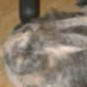 Meet your Posher, Isaiah